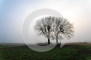 Two large bare trees, lonelyÂ in the foggy dune area of Berkheide in Wassenaar.